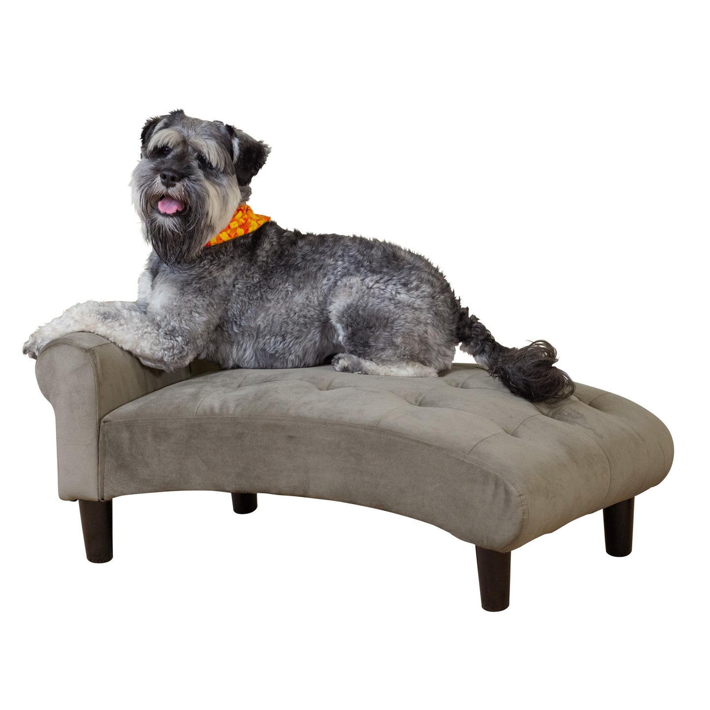 Paws & Purrs Modern 21" Wide Pet Chaise Lounge Bed for Small to Medium Dog or Cat
